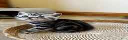 British Shorthair cats for sale: ❤️💙 Gorgeous Pedigree Silver Tabby BSH 💙❤️ - Advert 9