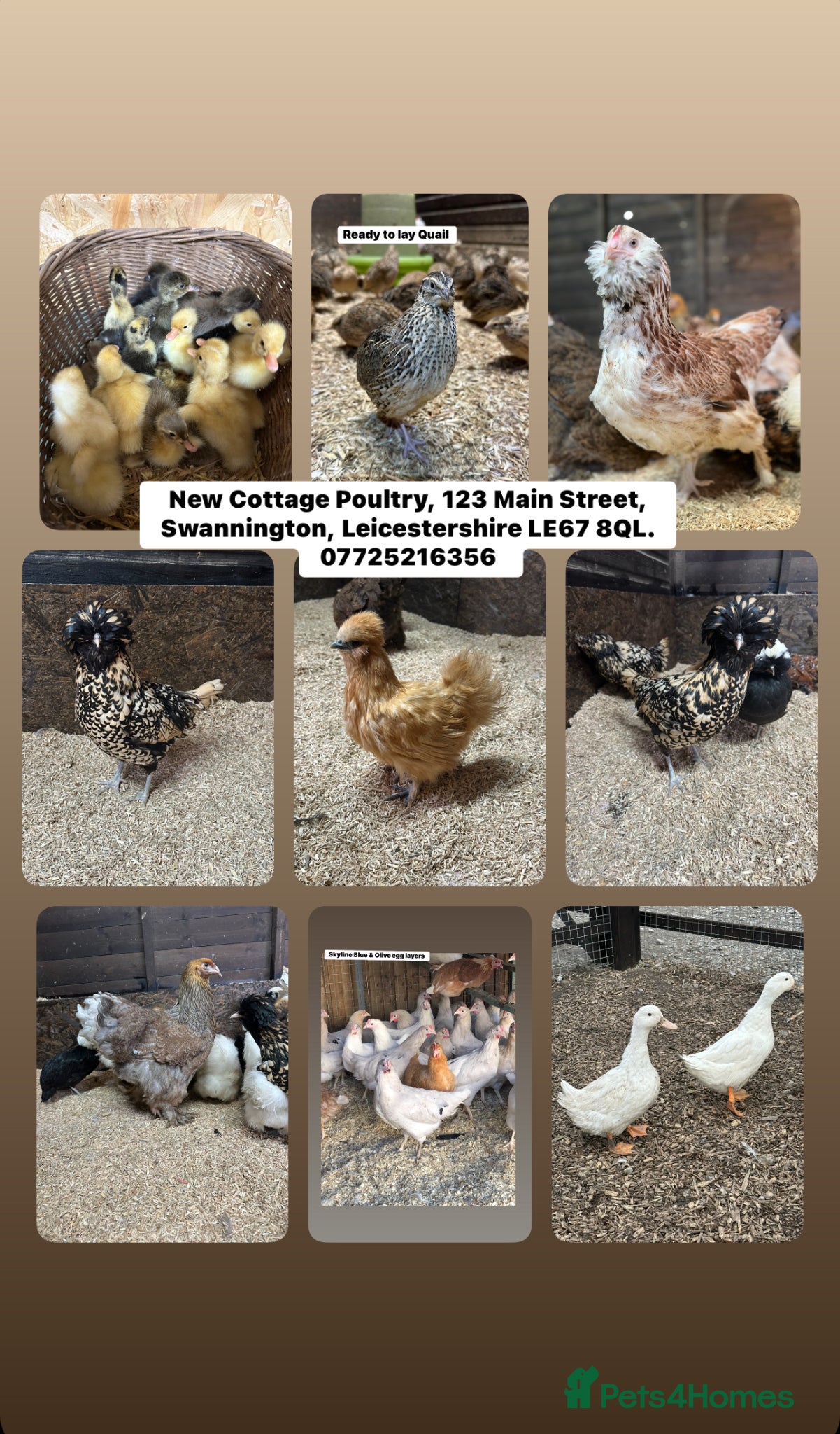 Chickens poultry Ready to lay Hens in a wide range of breeds  - Advert 2