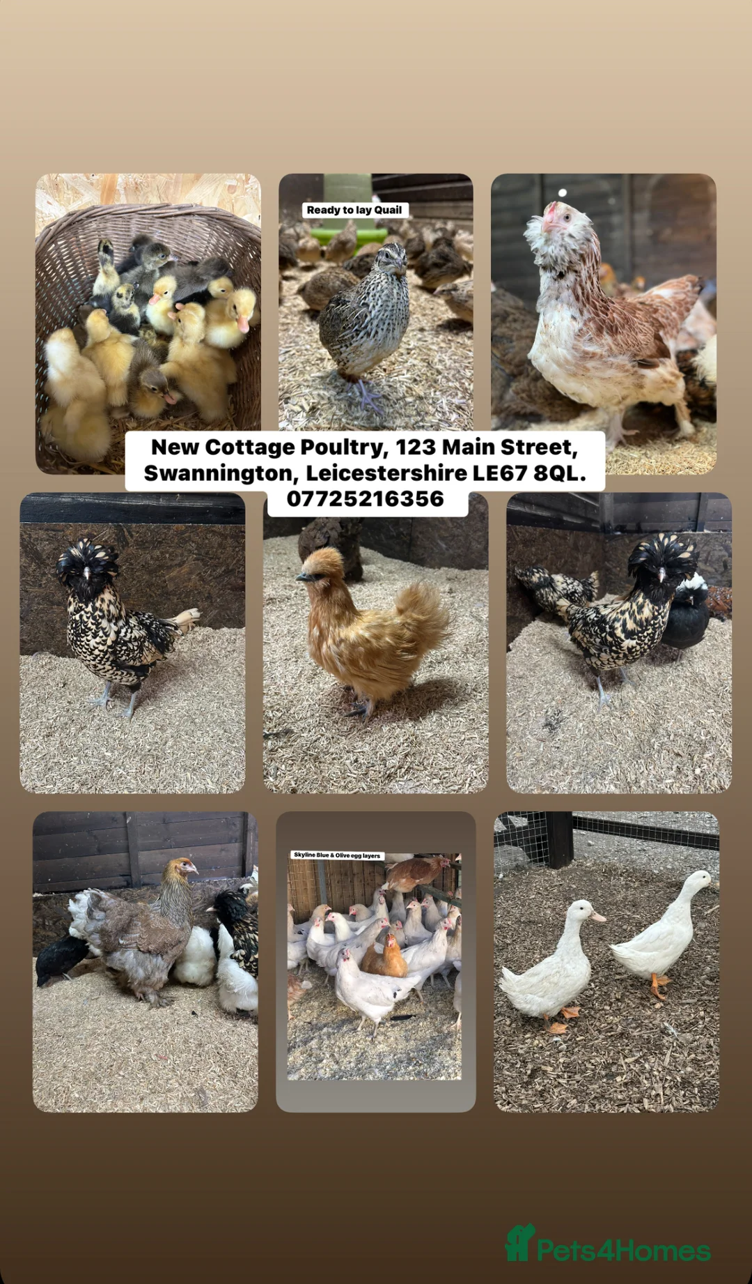 Chickens poultry for sale: Ready to lay Hens in a wide range of breeds  - Advert 2