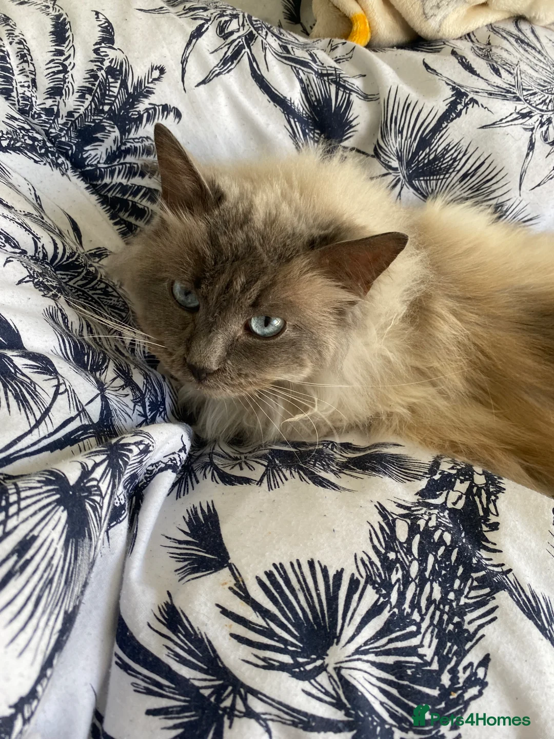 Ragdoll cats for sale: Male Ragdoll in Basingstoke - Advert 1