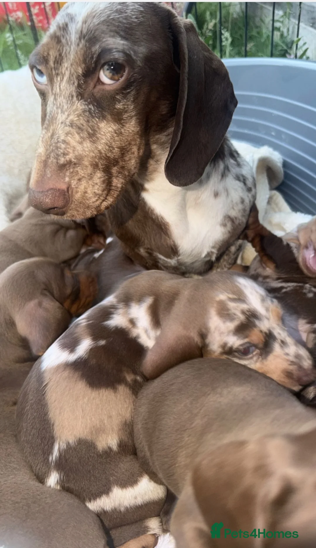 Dachshund dogs for sale: Beautiful mini dachshunds - Advert 2
