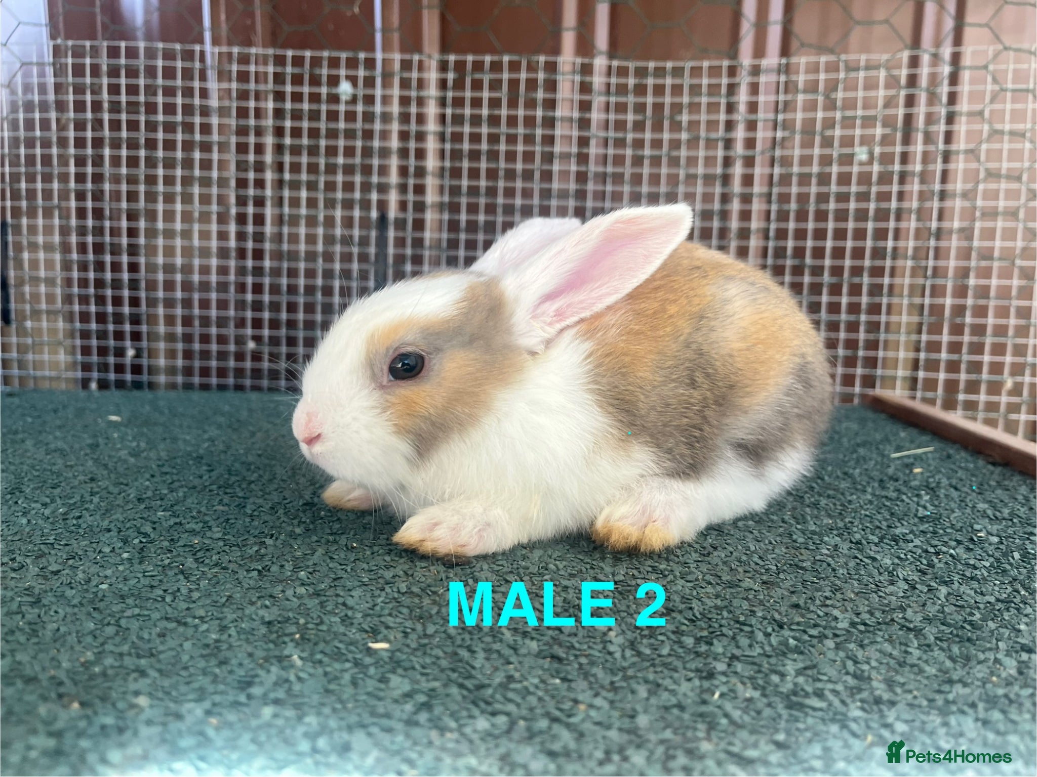 Mixed Breed rabbits Mixed baby rabbits - Advert 2