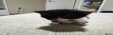 Domestic Shorthair 2
