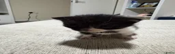 Domestic Shorthair cats for sale: Cat litter  in Chesterfield - Advert 5