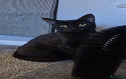 Domestic Shorthair cats for sale: 🐾Pickles - Female Black Cat Needs a Loving Home🐾 - Image 3