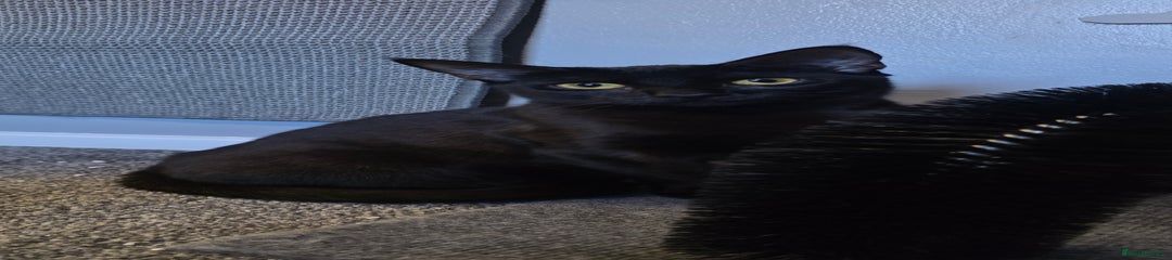 Domestic Shorthair Kitten 1
