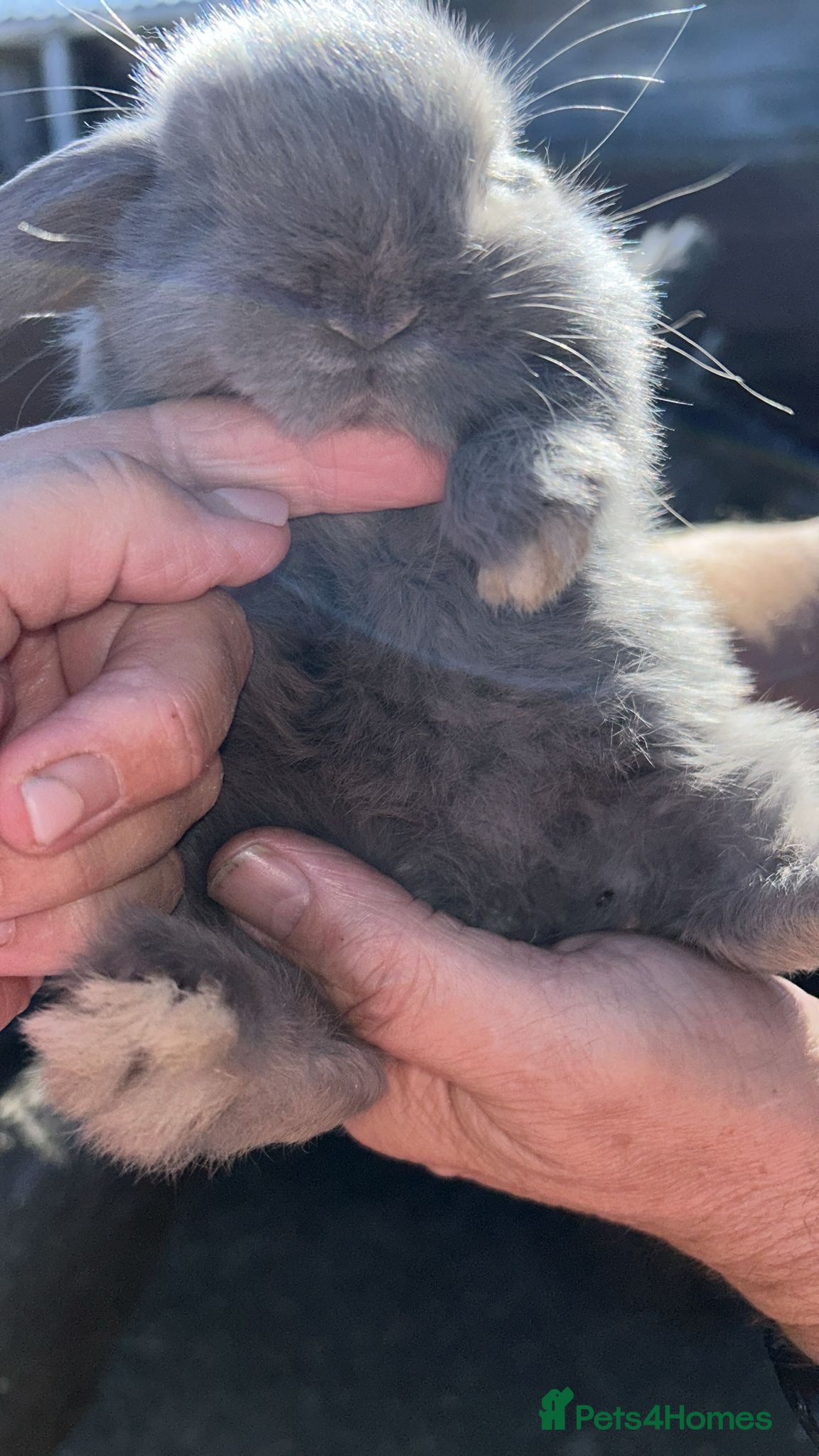 Mini Lop rabbits Beautiful mini lops - Advert 9