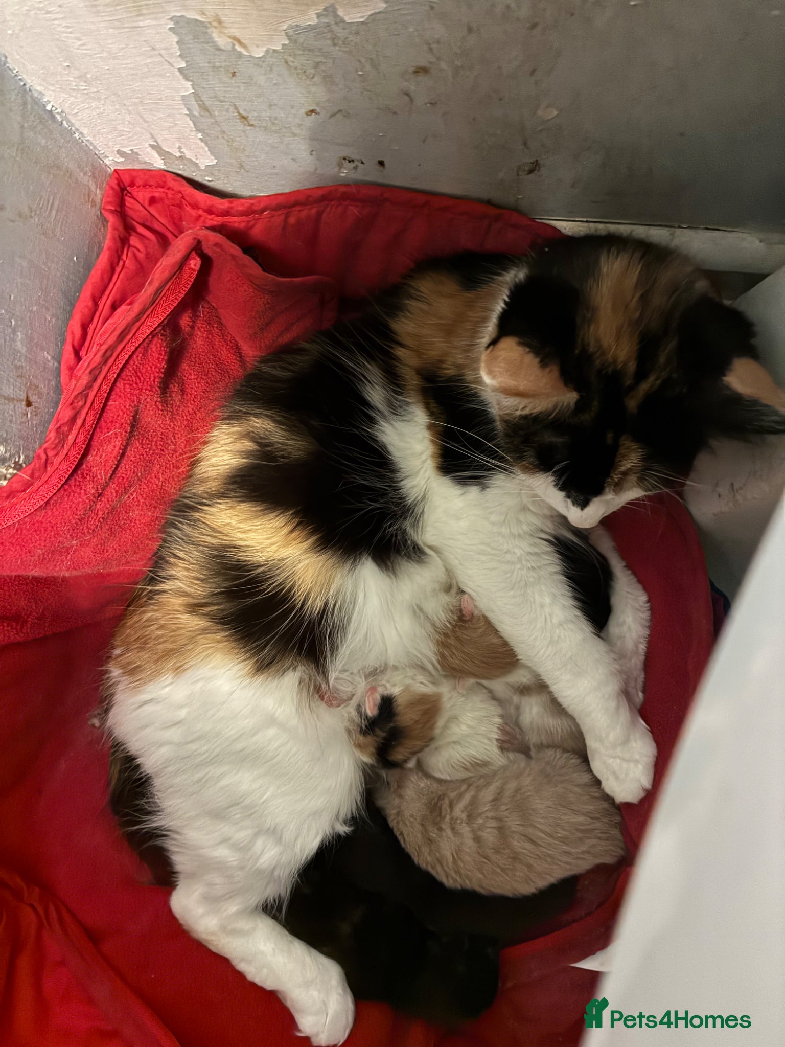 Mixed Breed cats Mixed litter  - Advert 1