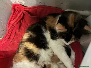 Mixed Breed cats Mixed litter - Advert 1