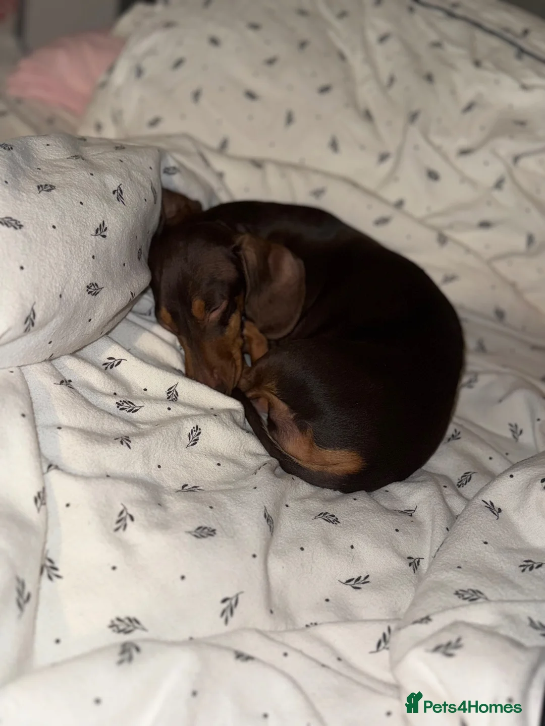 Miniature Dachshund dogs for sale: Miniature Dachshund puppies in Derby - Advert 30