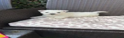 West Highland Terrier dogs for sale: West highland white female puppies.  - Advert 4