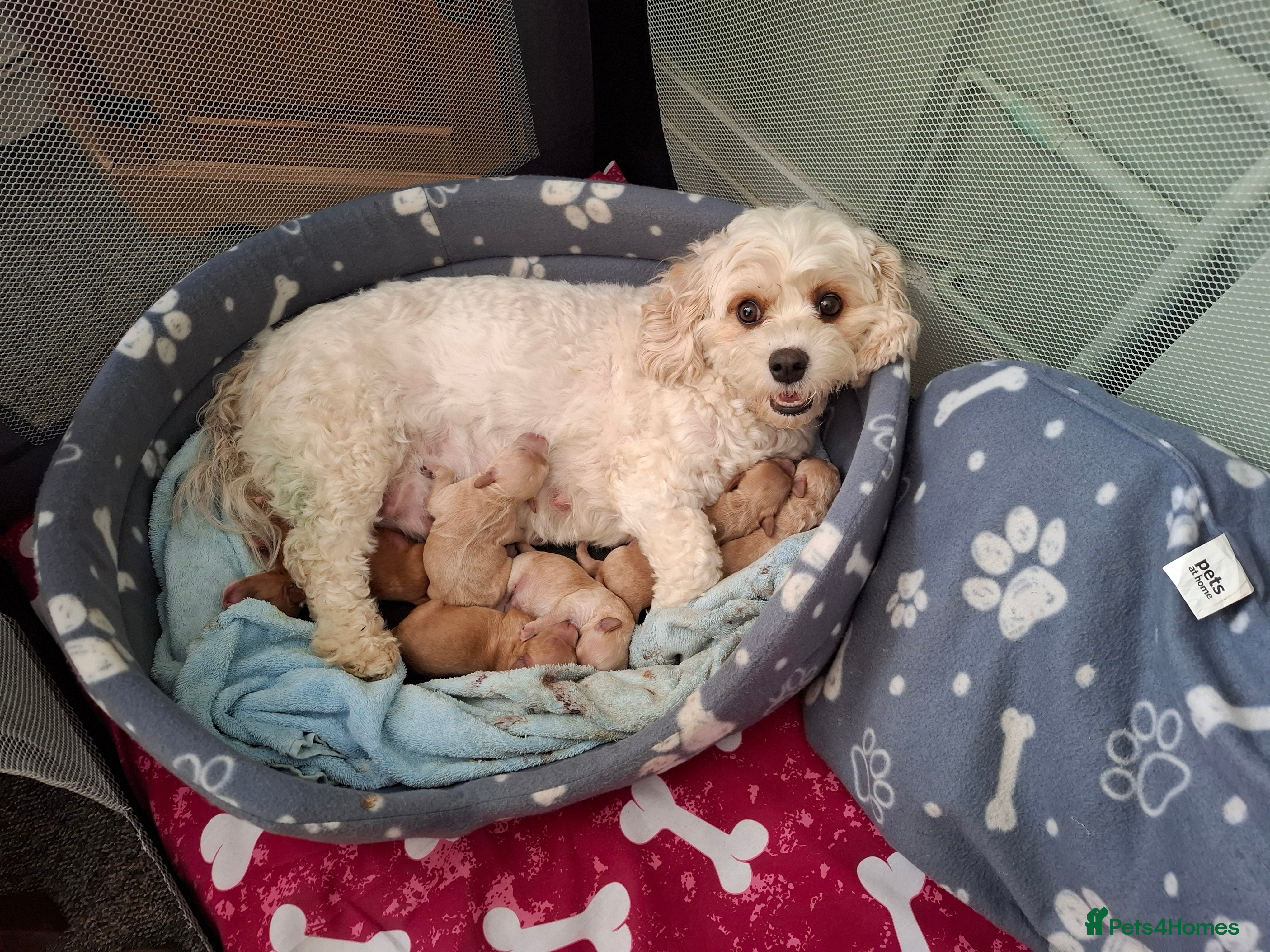 Cavachon dogs Stunning Cavapoochon puppies, Family raised.  - Advert 1