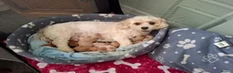 Cavachon dogs for sale: Stunning Cavapoochon puppies, Family raised.  in Carmarthen - Advert 1
