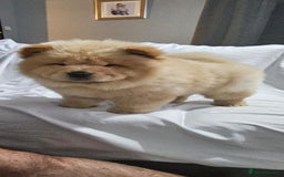 Chow Chow dogs for sale: chow chow puppy - Image 6