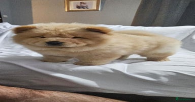 Chow Chow dogs - Advert 5
