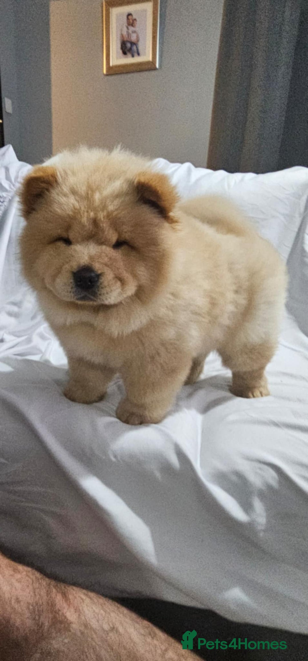 Chow Chow dogs for sale: chow chow puppy - Image 6