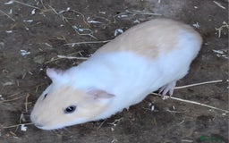 Guinea Pig rodents for sale: Baby guinea pigs  - Image 10