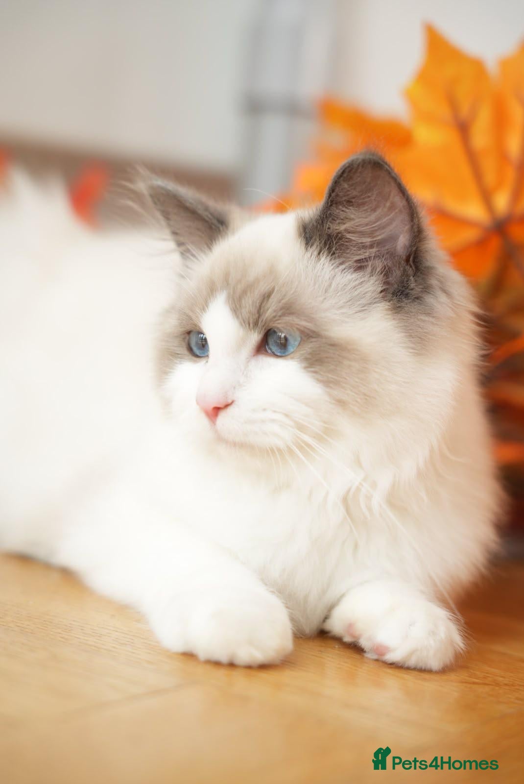 Ragdoll cats Beautiful GCCF-registered Ragdoll boys ready now. - Advert 1