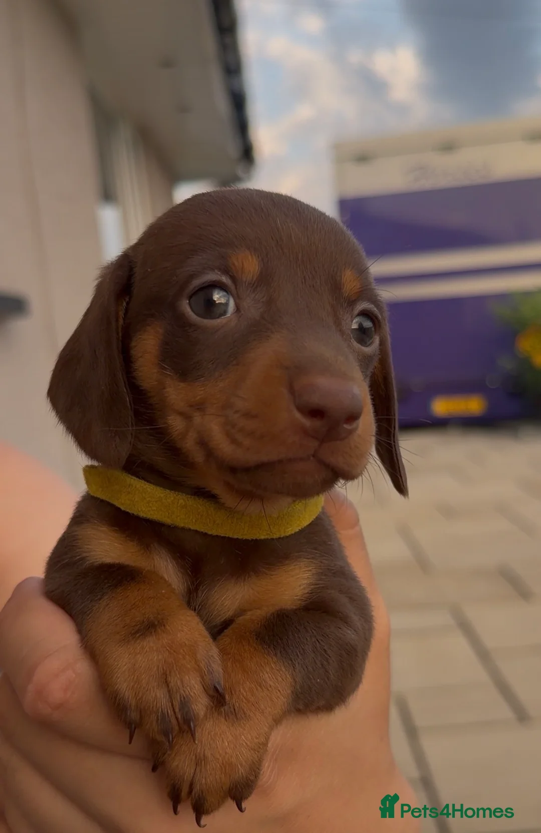 Miniature Dachshund dogs for sale: Gorgeous miniature dachshund puppies - Advert 1