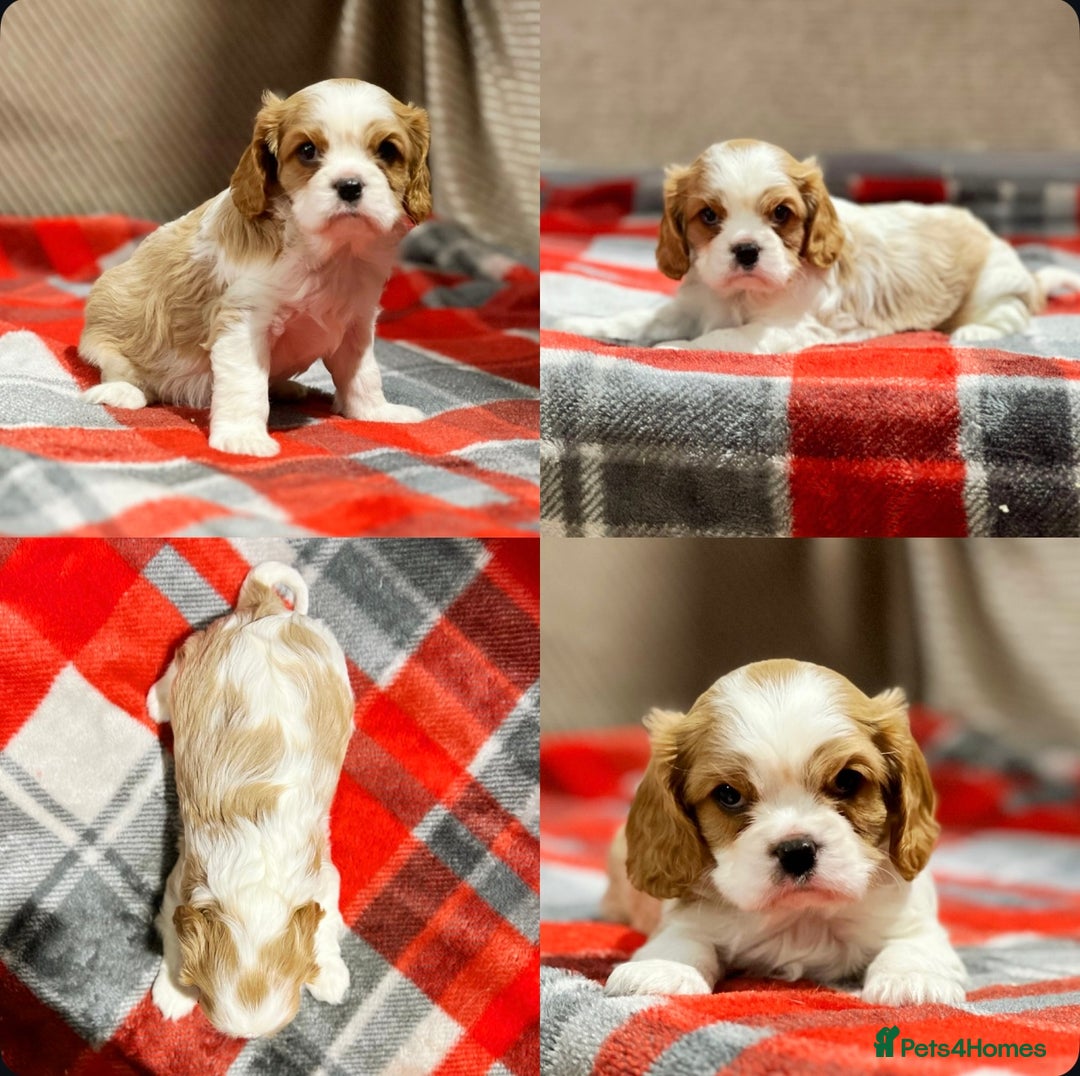 Cavalier King Charles Spaniel dogs for sale: STUNNING CAVALIER KING CHARLES PUPPIES  - Advert 21
