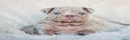 English Bulldog dogs for stud: Lilac and tan Merle carrying curly  - Advert 14