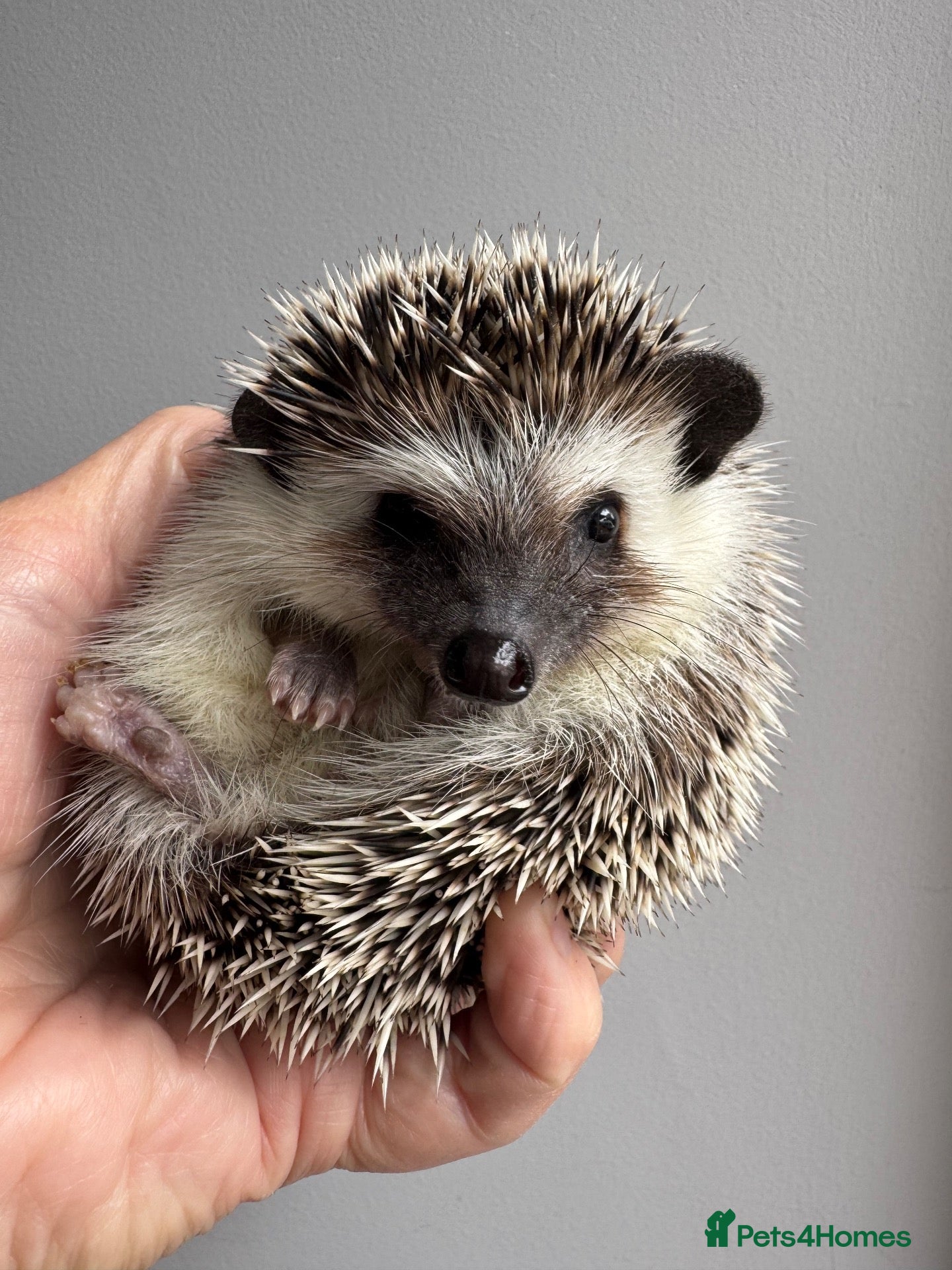 Pygmy Hedgehog rodents APH friendly stunning baby READY NOW!  - Advert 2