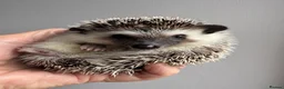 Pygmy Hedgehog rodents for sale: APH friendly stunning baby READY NOW!  - Advert 2