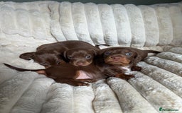 Dachshund dogs for sale: PERFECT MINIATURE DACHSHUNDS BABIES 🐶 - Image 10