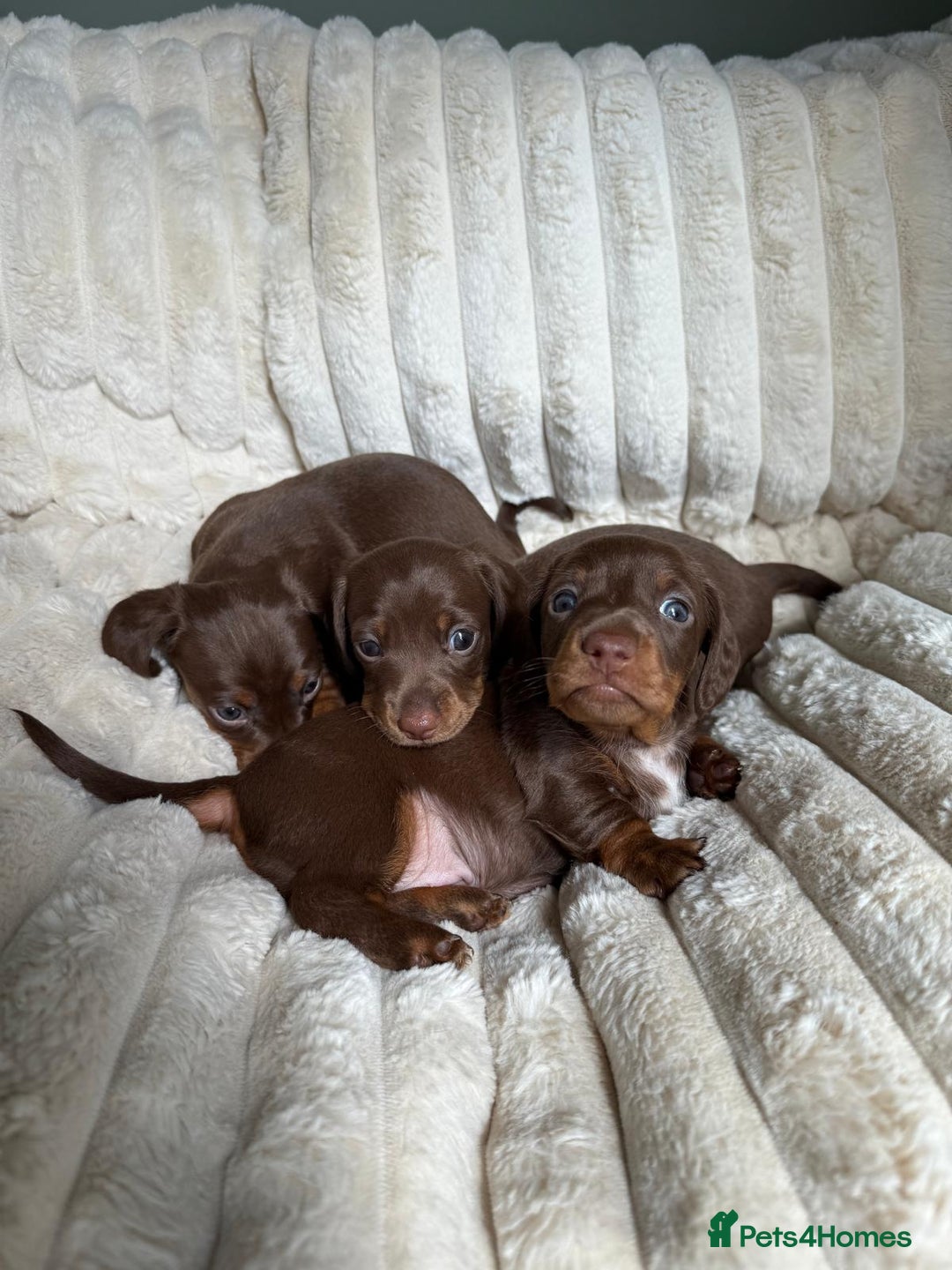 Dachshund dogs for sale: PERFECT MINIATURE DACHSHUNDS BABIES 🐶 - Image 10