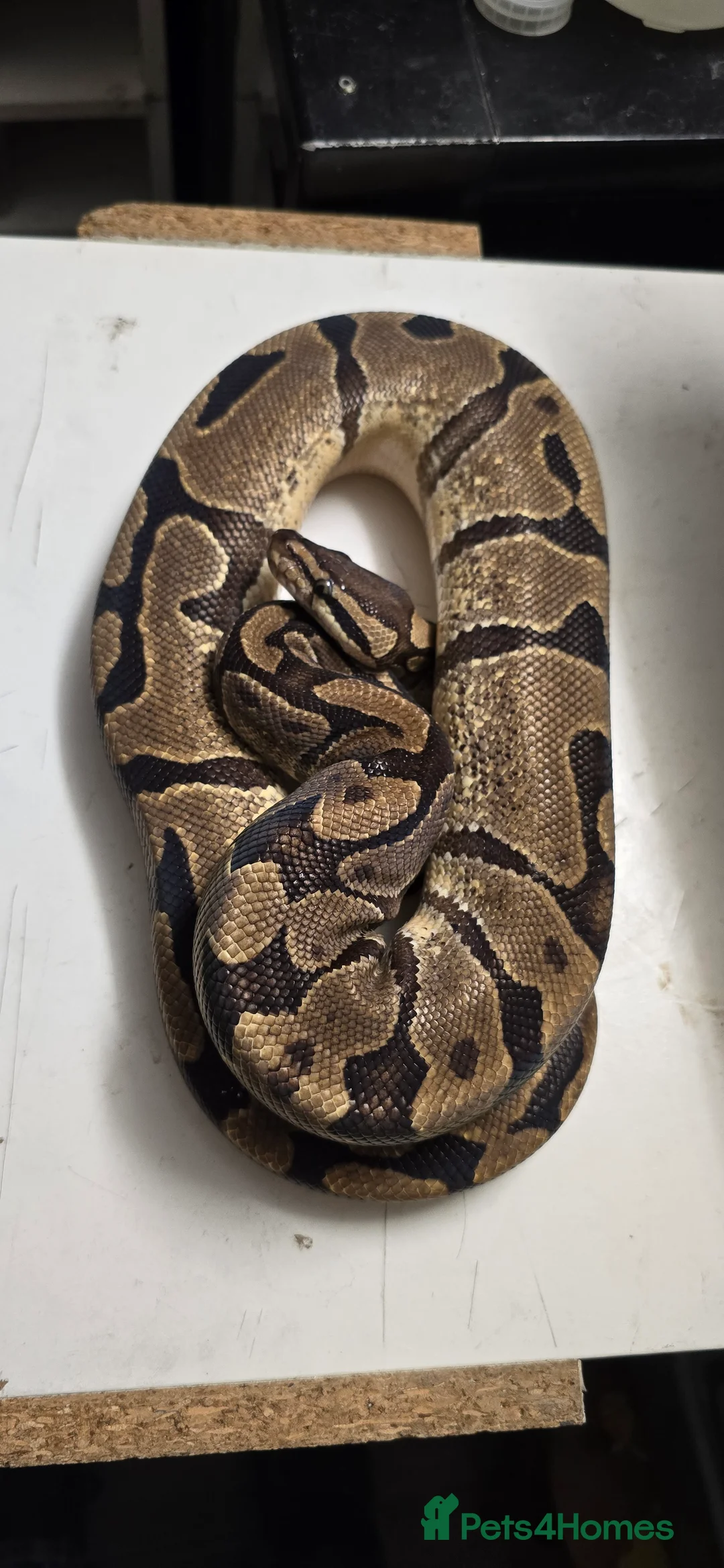 Python Snake reptiles for sale: Various Ball Pythons in Wellingborough - Advert 22