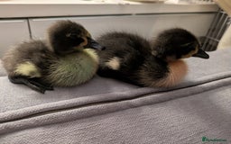 Ducks poultry for sale: 2 runner ducks for sale - Image 1