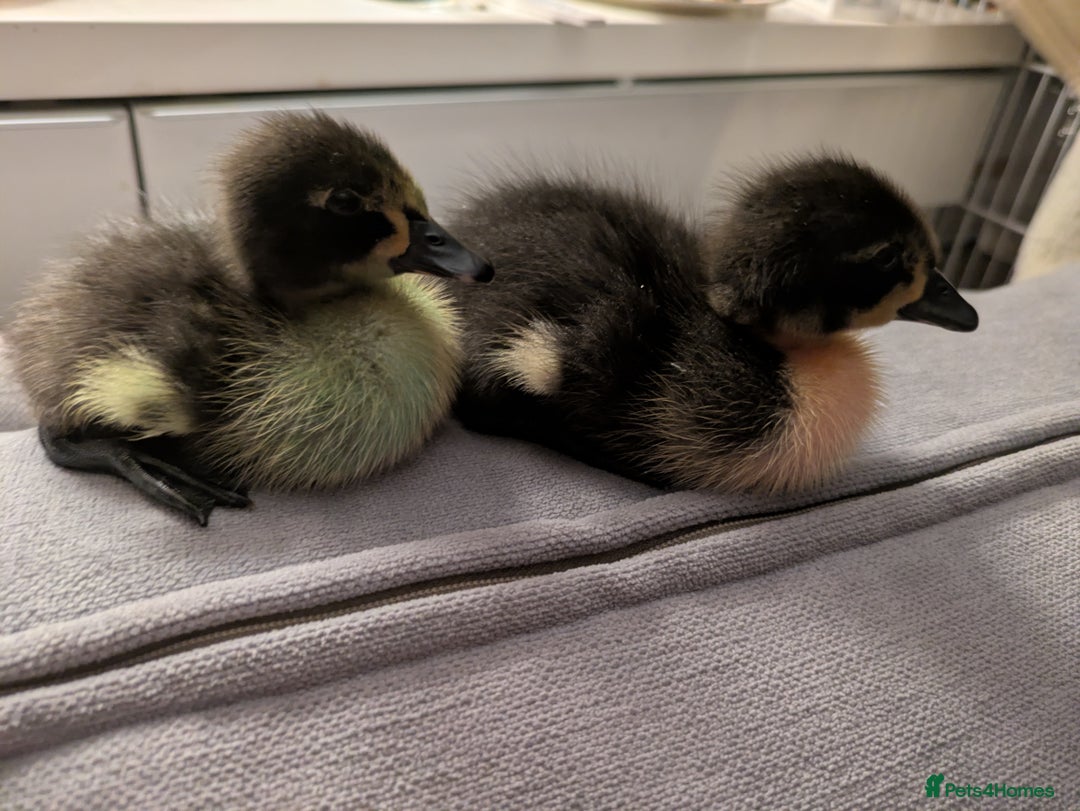 Ducks poultry for sale: 2 runner ducks for sale - Image 1