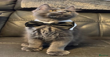 Maine Coon cats - Advert 12