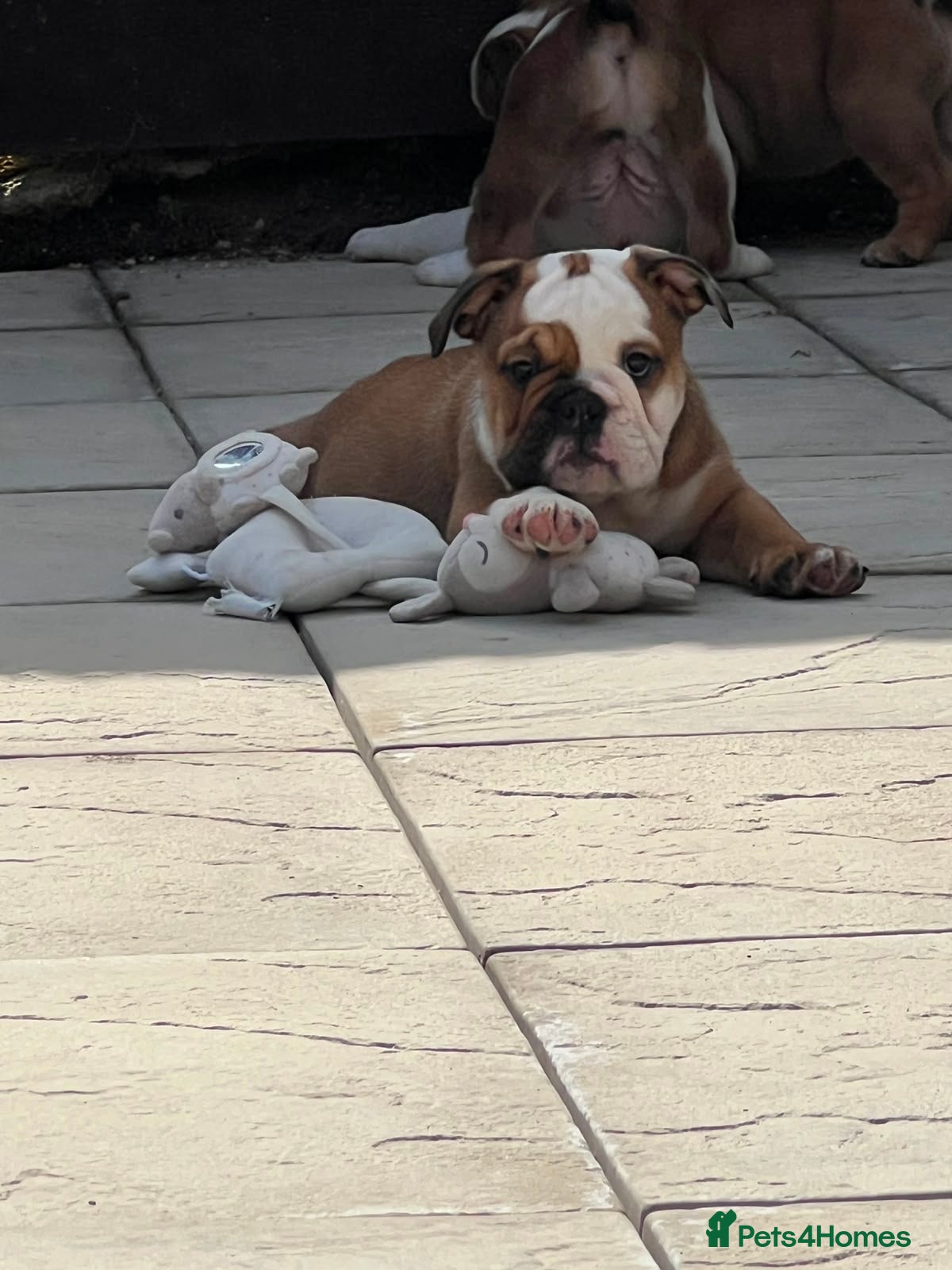 English Bulldog dogs ✨Purebred English Bulldog Pups✨ - Advert 1