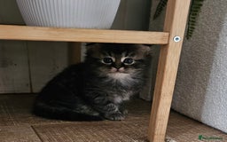 Mixed Breed cats for sale: British Shorthair blue x Siberian  - Image 6