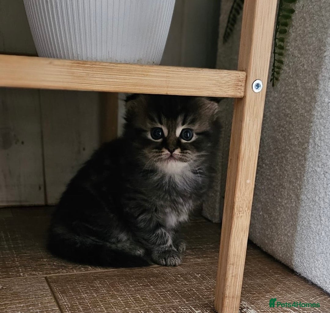 Mixed Breed cats for sale: British Shorthair blue x Siberian  - Image 6