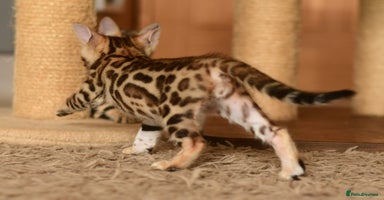 Bengal cats - Advert 4