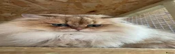 British Longhair cats for sale: Stunning British Longhair kittens  - Advert 16