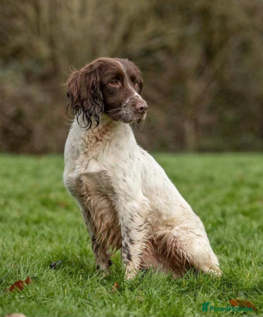 Cocker Spaniel dogs for sale: 3 little babies looking for forever homes  - Advert 2