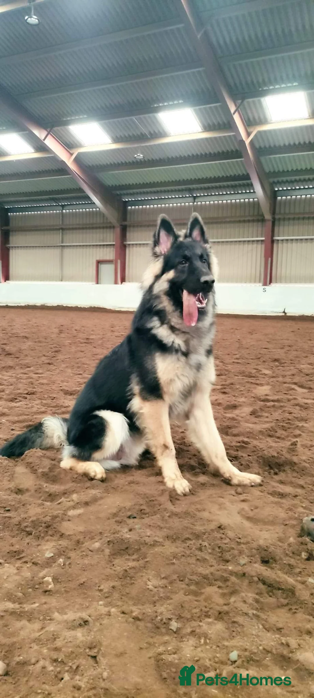 German Shepherd dogs for stud: Chunky GSD male for stud  in Redcar - Advert 8