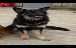 German Shepherd dogs for sale: Gsd bitch  - Image 4