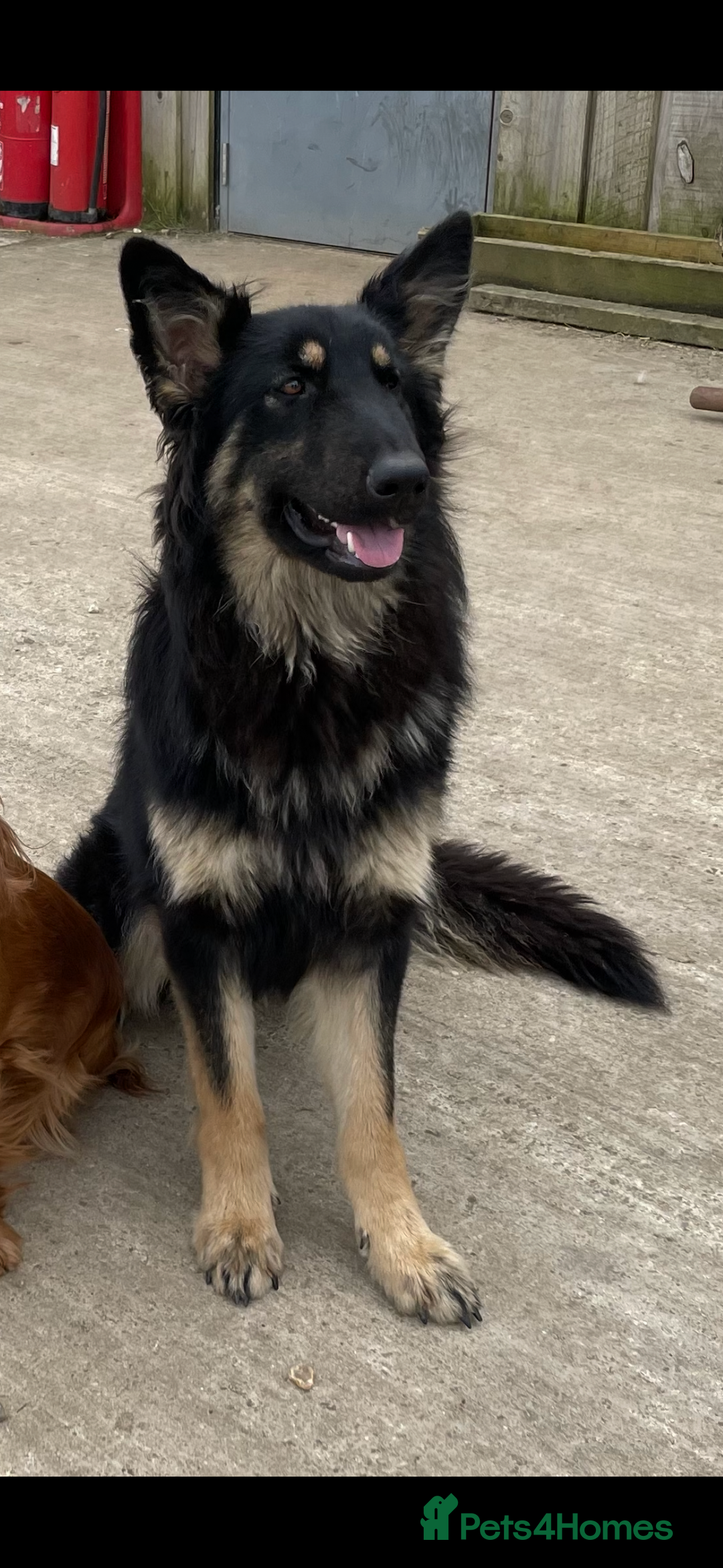 German Shepherd dogs for sale: Gsd bitch  - Image 4