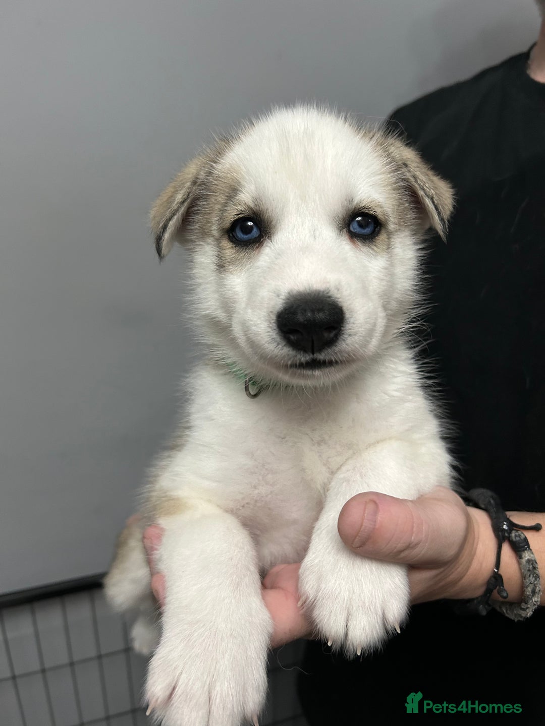 Siberian Husky dogs for sale: Beautiful Husky Puppies – Ready in 2 Weeks!  - Advert 9
