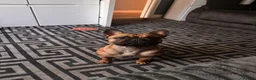 French Bulldog dogs for stud: French bulldog  - Advert 2