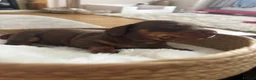 Miniature Dachshund dogs for sale: Stunning 5 star litter  - Advert 21