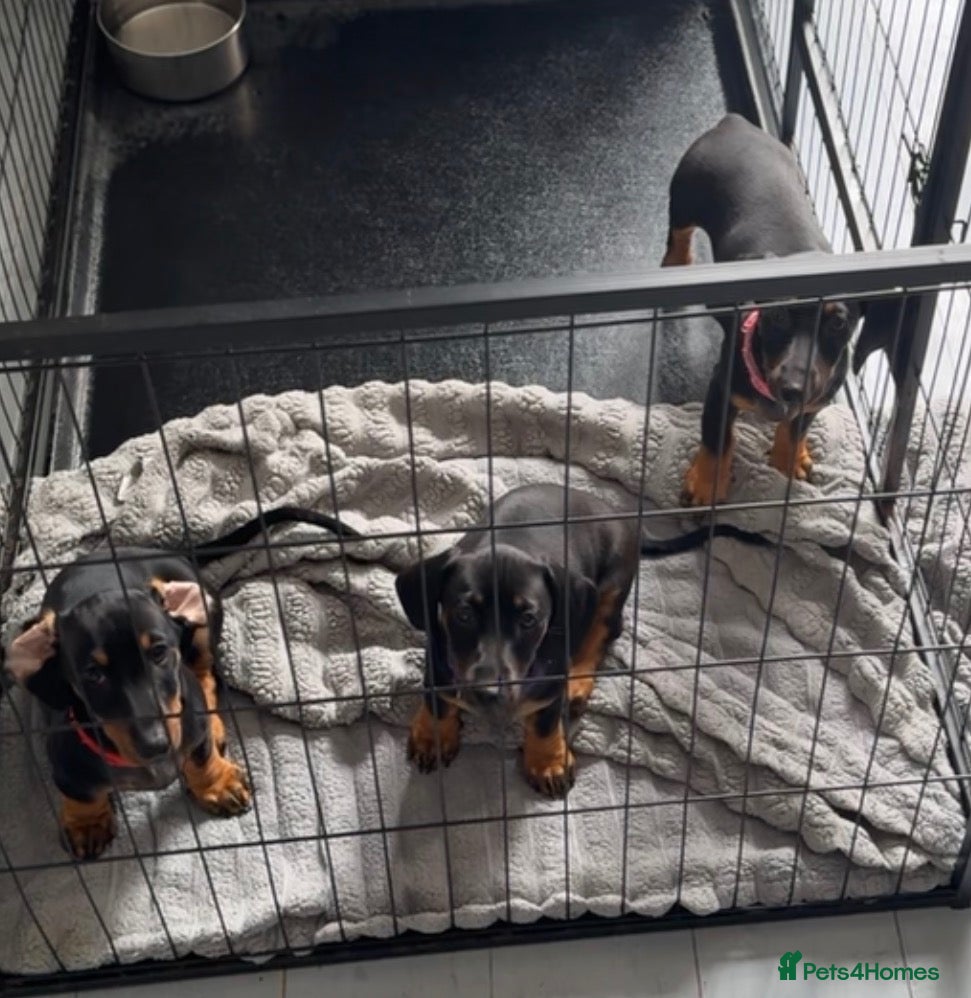 Dachshund dogs DACHSHUND PUPPY’S READY NOW!! 3 LITTLE GIRLS LEFT! - Advert 3
