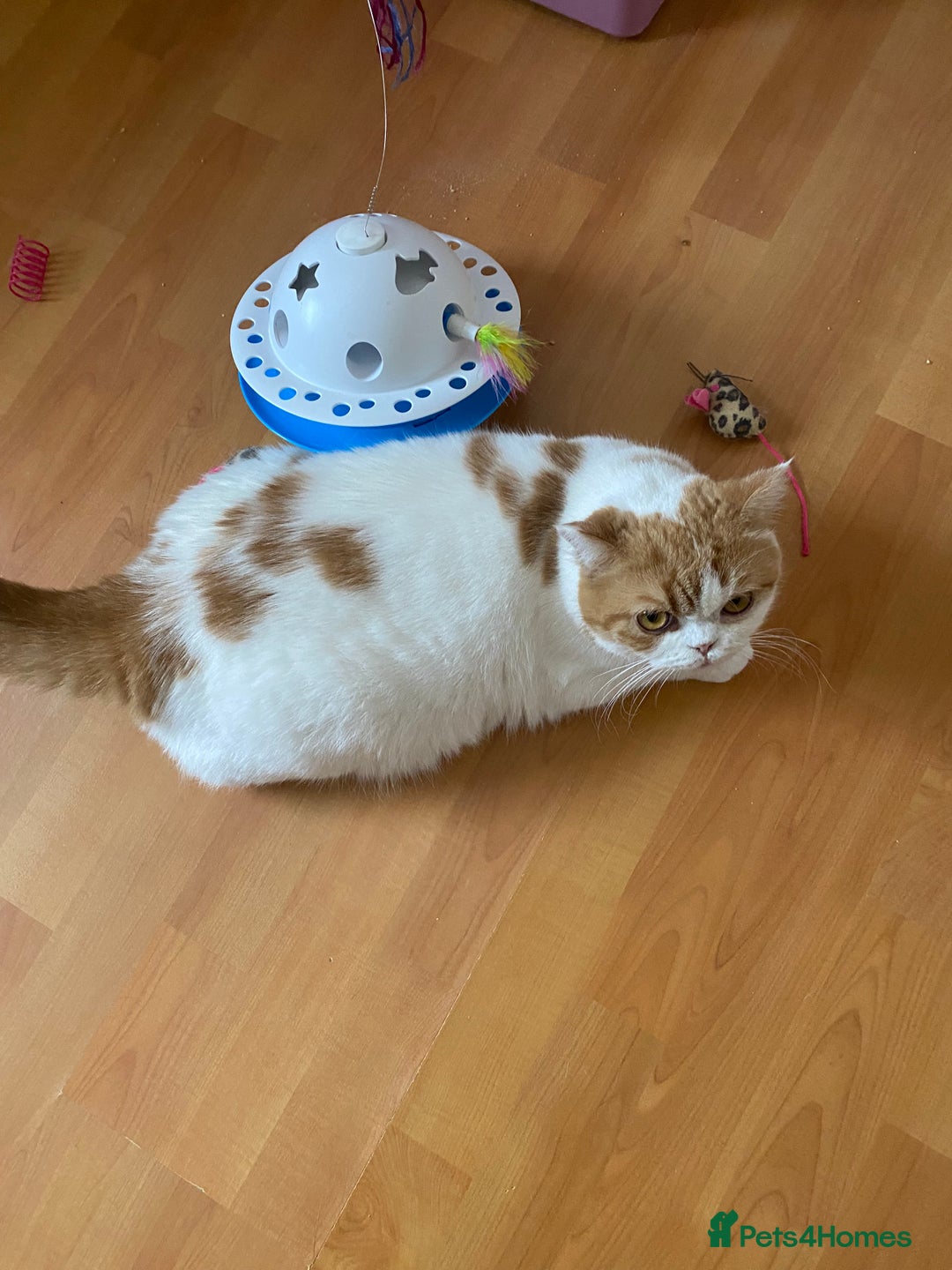 British Shorthair cats for sale: Pedigree British Shorthair  - Image 14