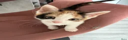 Aegean cats for sale: Aegean Kitten Female looking for forever home ❤️ - Advert 2