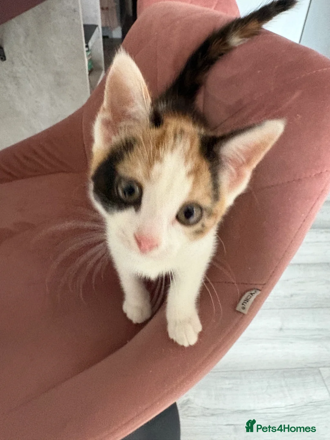 Aegean cats for sale: Aegean Kitten Female looking for forever home ❤️ - Advert 2