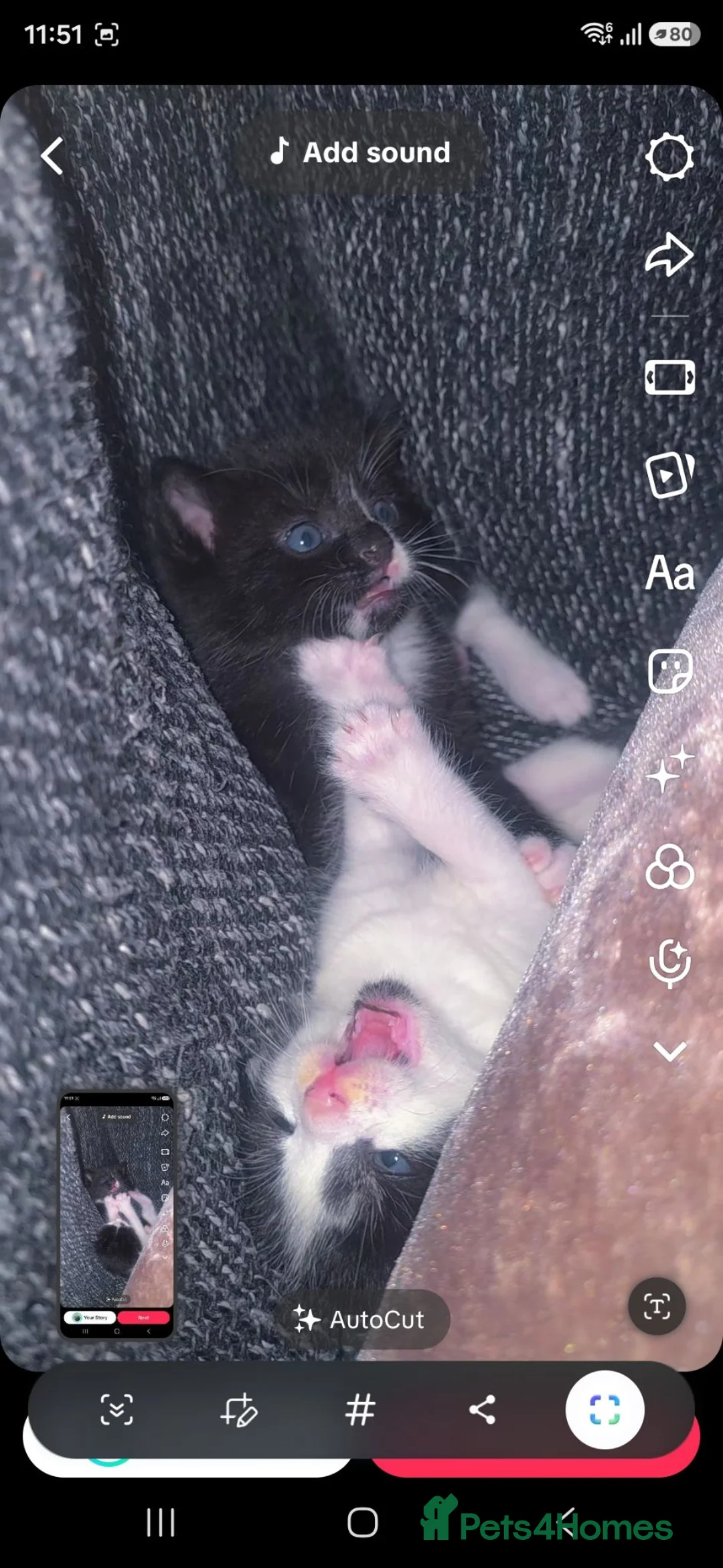 Mixed Breed cats for sale: Beautiful Black & White Kittens Looking for Homes - Advert 2